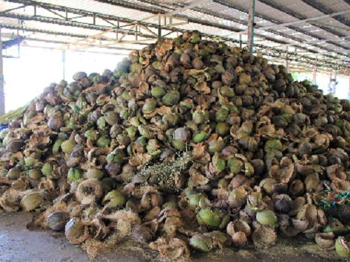 Vỏ dừa - Tơ Xơ Dừa Út Mừng - Công Ty TNHH út Mừng